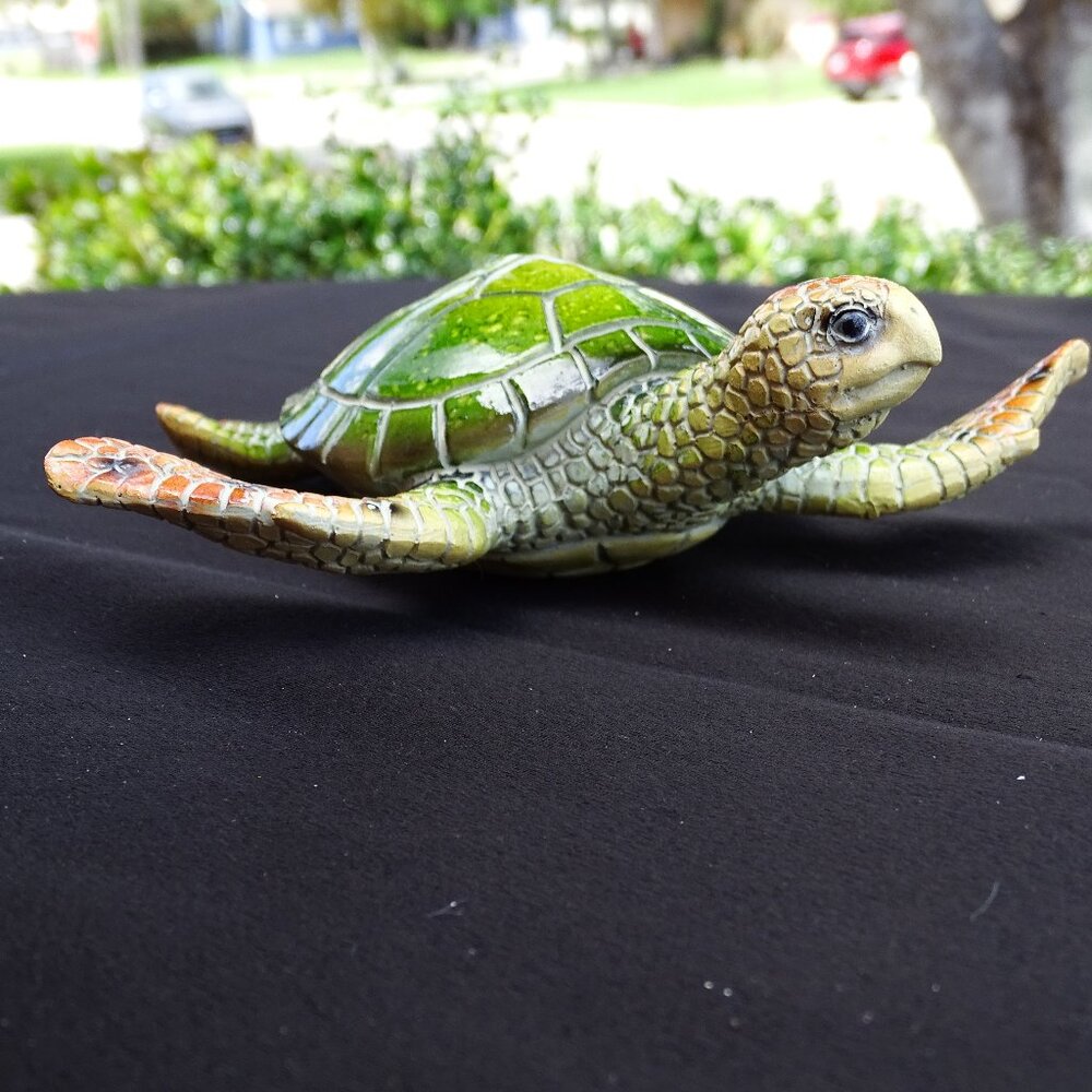 Adorable Loggerhead Sea Turtle - Picture 2 of 5